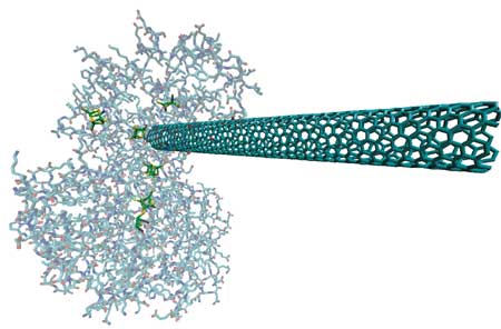 single-walled carbon nanotube wired up to a hydrogenase enzyme
