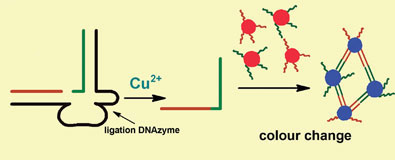 DNA strands causing gold nanoparticles to clump together
