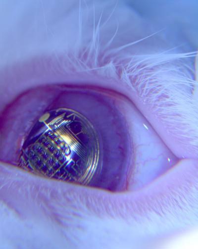 rabbit wearing a contact lens with circuits