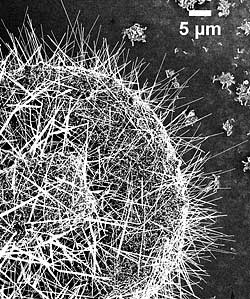 Optical micrographs of typical FET structures show the effect of pretreating contacts to promote organic crystal formation
