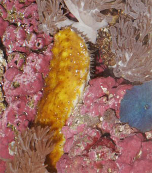 Sea Cucumber in its Natural Habitat