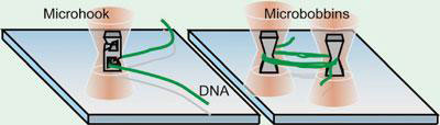  microneedle and microbobbins making single, long DNA strands easier to control