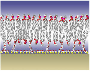 tethered bilayer membrane model