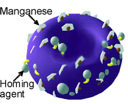 disease-fighting nanoparticles look like miniature pastries