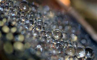 transparent coating causes water to bead up into drops