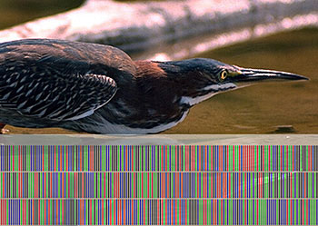 heron with its DNA barcode