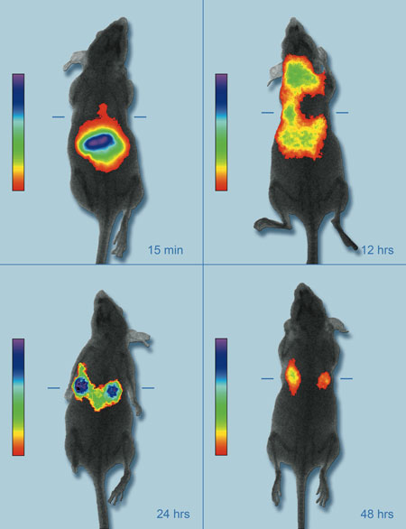 A live mouse model showing the accumulation of near infrared fluorescent nanoparticles in breast cancer tumors for enhanced imaging