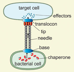 Type III secretion system: nanoinjector, effector proteins and chaperones
