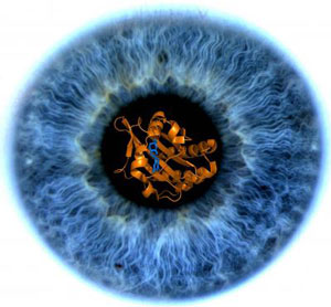 Image of the iris of researcher Clemens Heikaus' eye with a model of a GAF domain imbedded in the pupil