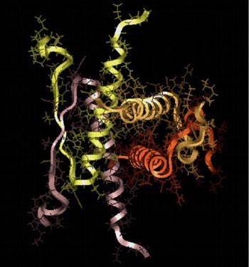 structure of p53 tetramerization domain