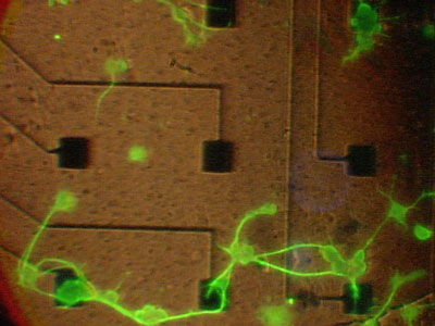 Fluorescence microscope image of neural cells on nanowire electrodes