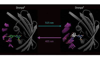 Comparison of the bright (DronpaB) and dark (DronpaD) states of the Dronpa protein. In the bright state, the chromophore (green) is tethered to the molecule by a hydrogen bond (dotted blue line), while in the dark state the hydrogen bond is gone and the chromophore can vibrate