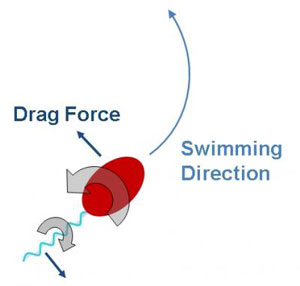 opposite rotations of the head and tail of the single-celled microbe Caulobacter crescentus creates drag, which helps dictate its swimming direction in a fluid