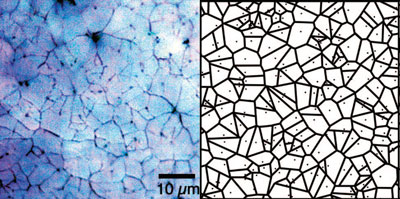 On the left is a visible light microscopy image of a polished nacre surface, on the right is a simulated layer of nacre via the theoretical model of nacre formation developed by Pupa Gilbert and Susan Coppersmith of the University of Wisconsin-Madison