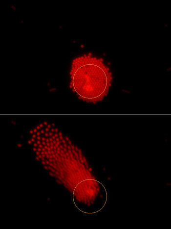 These images were taken from a video illustrating a new technique that uses a laser and holograms to precisely position clusters of numerous tiny particles within seconds, representing a potential new tool to analyze biological samples or create devices using nanoassembly