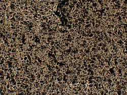 This microscope image of the remains of upholstery foam with carbon nanofiber additives after a burn test shows that the nanofibers in the foam retained their initial arrangement during the combustion process, forming an insulating structure with an extremely low density