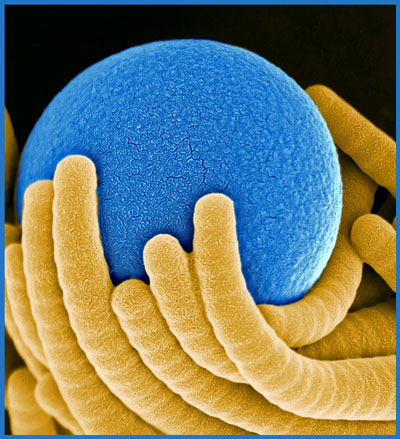Nanobristles hugging a polystyren sphere