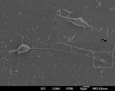 PC12 cell culture with nerve growth factor-incorporated magnetic nanotubes