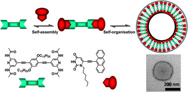 Chromophoric acetylenic scaffolds bearing complementary uracyl and 2,6-di(acetylamino)pyridyl moieties undergo supramolecular recognition and generate uniform nanoparticles