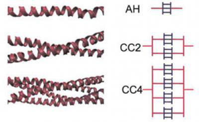 This figures illustrates the different arrangements of alpha-helical protein filaments and their schematic representation in the Buehler/Ackbarow model