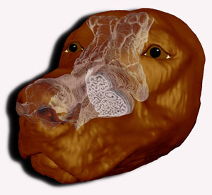 Three-dimensional computational fluid dynamics model of a canine nose reconstructed from high-resolution MRI scans