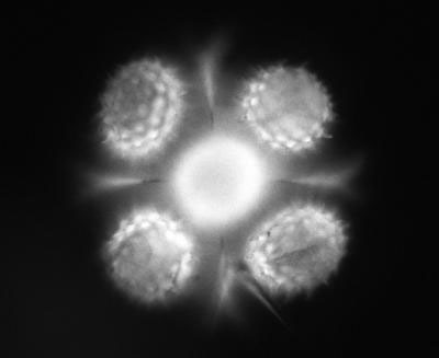 This fluorescent image of a sunflower pollen grain taken with a mirrored pyramidal well simultaneously shows it from five vantage points