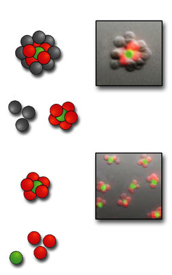after cell types labeled with red and green dye markers are joined, the resulting 3-D structures are purified to eliminate unreacted cells