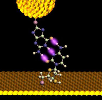 A gold probe, outfitted with a dangling nucleotide approaches its complementary base, protruding upward from a monolayer