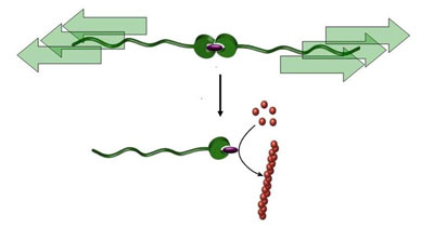 A catalyst can be switched from a dormant to an active state by pulling on a polymer chain, a “molecular ripcord