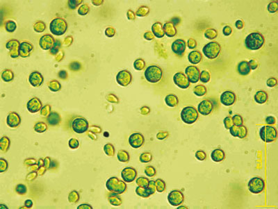 The alga Chlamydomonas reinhardtii is a single-cell organism