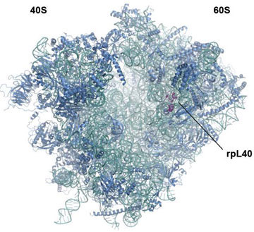 Some viruses depend on ribosomal protein L40