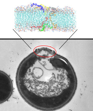microbial membrane ruptured by multiple oligomer chains