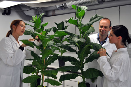Dirk Prüfer in the greenhouse with colleagues Gundula Noll (right) and Lena Harig (left) along with their tobacco plants