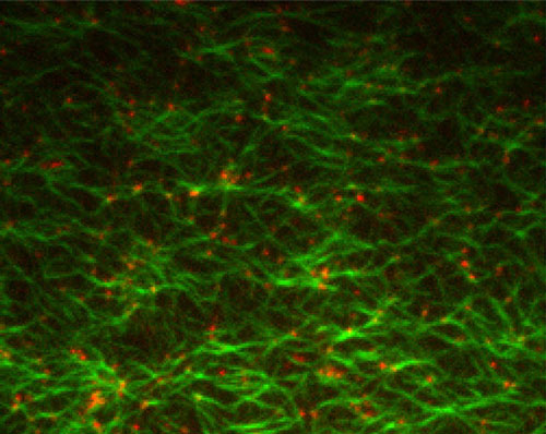 Motor protein (red) bind to actin filaments (green)