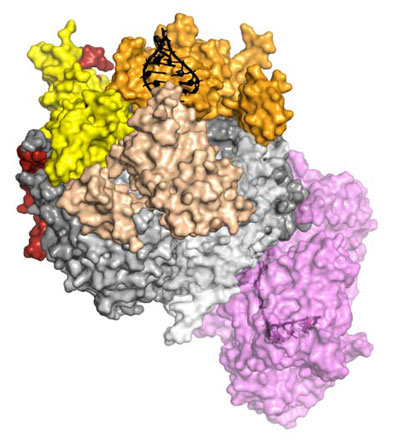 The crystal structure of a complete eukaryotic RNA Exosome