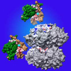 3D illustration of the three proteins that make up the biological clock in cyanobacteria