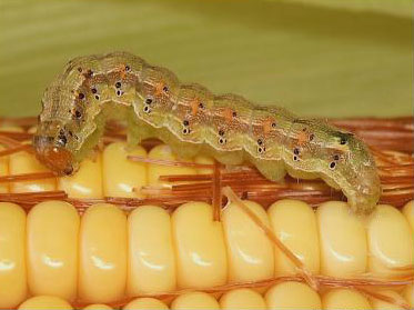 Helicoverpa zea Caterpillar on Corn
