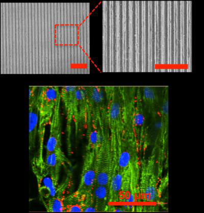 heart muscle cells aligning and stretching on the surface of micropatterned gels