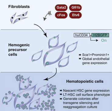 Induction of a Hemogenic Program in Mouse Fibroblasts
