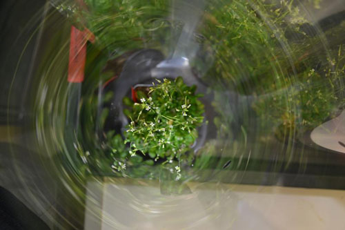 Model plant Arabidopsis thaliana in a tube