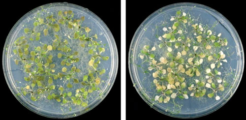 Wild-type (left) and mutant (right) Arabidopsis plants grown under phosphorus-limited (P-limited) conditions