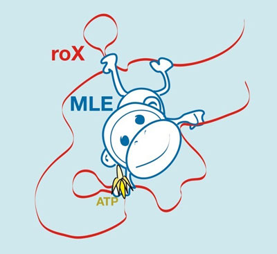 The protein MLE grabs the RNA strand like a monkey grabs a liana