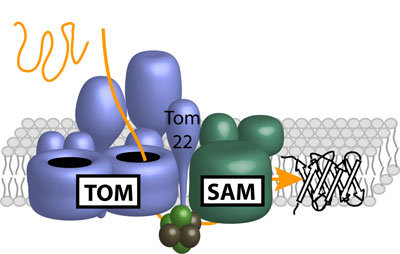 The protein machineries TOM und SAM are linked via Tom22 and work together in the maturation process of beta-barrel structures of proteins.