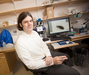 Peter Reddien studies planarian worm regeneration in his lab