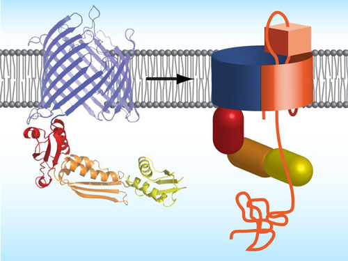 Proposed mechanism how bacteria integrate autotransporter into their outer membrane