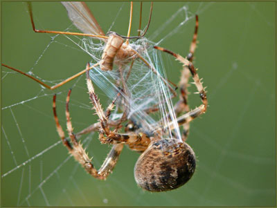 A garden spider pulls silk threads with its legs
