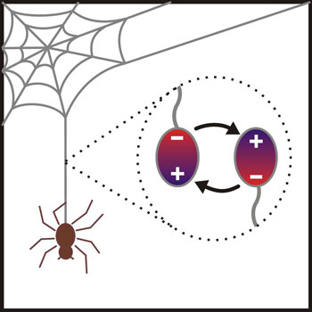 The rapid production of silk threads in spiders involves unusual electrostatic interactions between the proteins