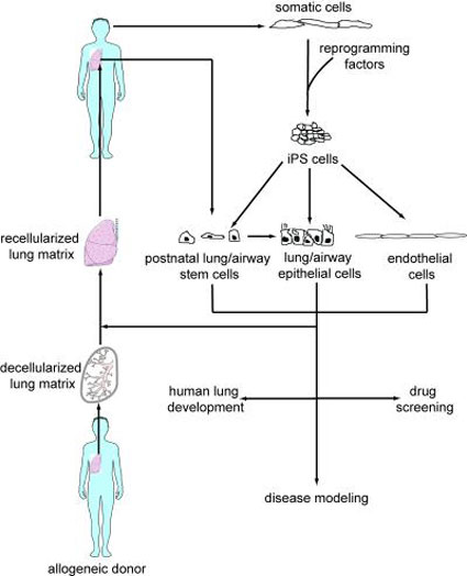Diagram of Human Stem Cells Being Converted into Functional Lung Cells