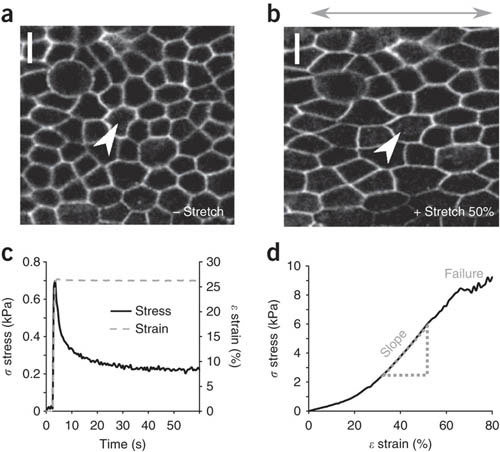 stretching monolayers of cells