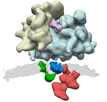 protein complexes